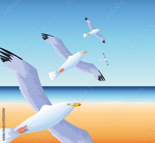 summer time in beach vacations flying seagulls over sea