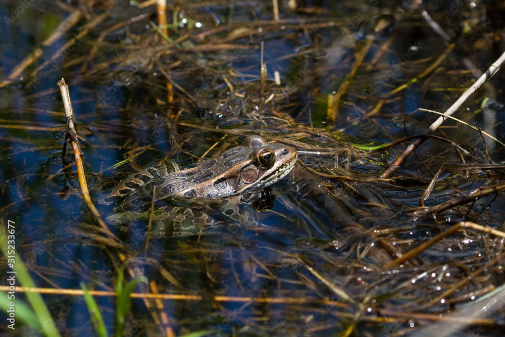 Northern Leopard Frog sitting on top of aquatic vegetation in shallow water. Northern Leopard Frog sitting on top of aquatic vegetation in shallow water.