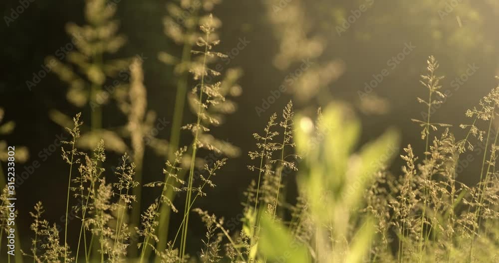 Grass ear spikes at the sunset. Spikelets are flying in the wind against the sun at sunset. Slow motion. 4k footage Grass ear spikes at the sunset. Spikelets are flying in the wind against the sun at sunset. Slow motion. 4k footage