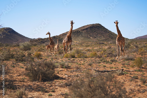 Giraffes in sunny remote grassland Sanbona Cape Town South Africa photo