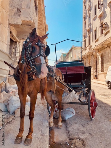 Photography horse and carriage in sevilla