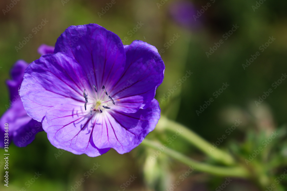 purple flower purple flower