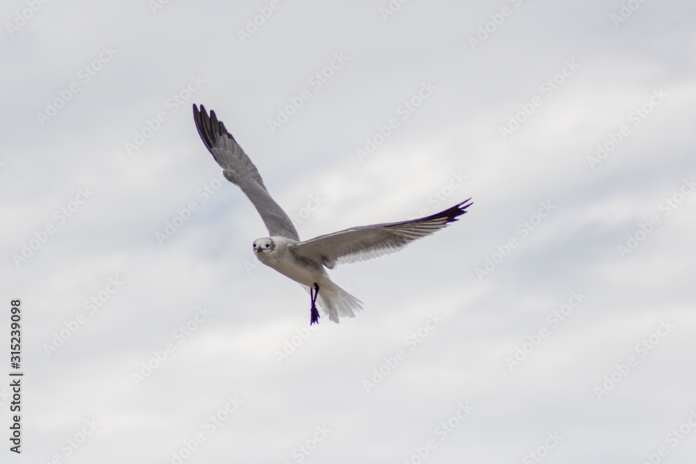 seagull in flight