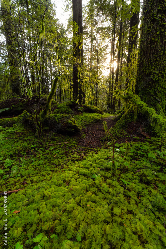Obraz premium Beautiful Scenic View of the Green and Vibrant Rain Forest during a sunny day after rain fall in wintertime. Taken in Lynn Canyon Park, North Vancouver, British Columbia, Canada.