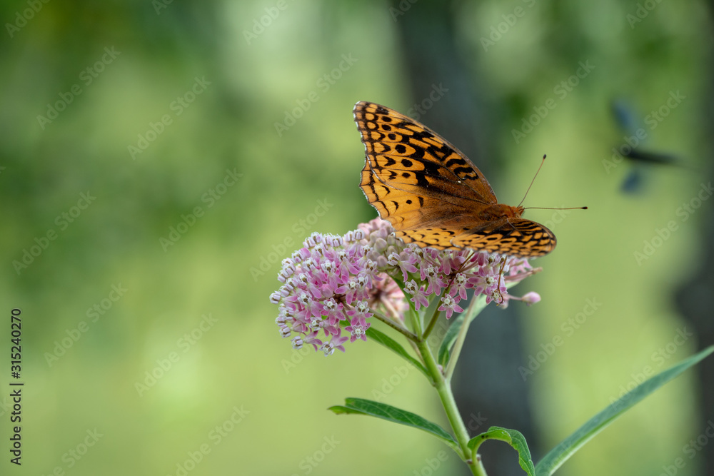 A pretty great spangled fritillary butterfly on a pretty pink wildflower with a nice green bokeh makes a delightful photograph. A pretty great spangled fritillary butterfly on a pretty pink wildflower with a nice green bokeh makes a delightful photograph.