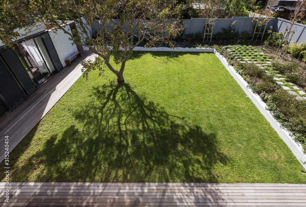 Tree casting shadow in sunny luxury yard Tree casting shadow in sunny luxury yard