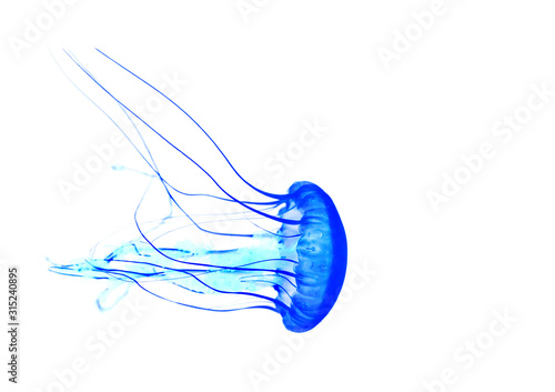 Blue jellyfish isolated on white background