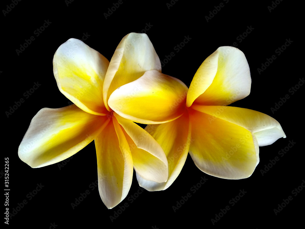 Fototapeta premium Plumeria flowers or Frangipani flower isolated on black background. Tropical flowers frangipani. Frangipani flowers are many in Bali.