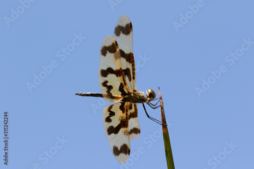 Graphic Flutterer dragon fly