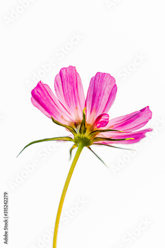 macro closeup of a blooming vivid pink purple Cosmos bipinnatus garden Mexican aster cosmea flower with green leaves isolated on white