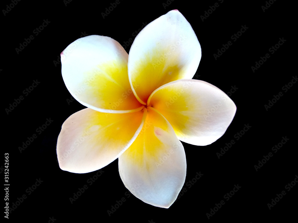 Fototapeta premium Plumeria flowers or Frangipani flower isolated on black background. Tropical flowers frangipani. Frangipani flowers are many in Bali.