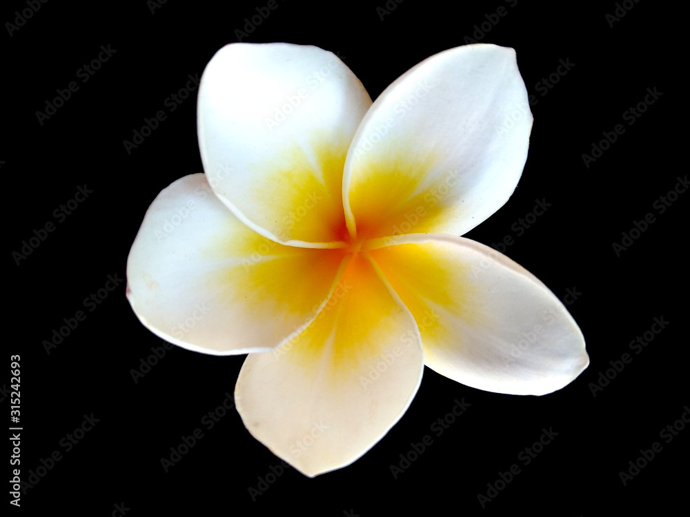 Obraz premium Plumeria flowers or Frangipani flower isolated on black background. Tropical flowers frangipani. Frangipani flowers are many in Bali.