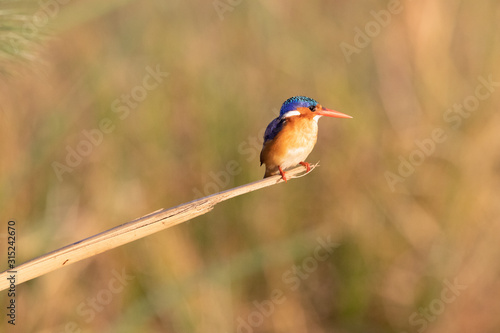 Malachite king fisher perched on a reed