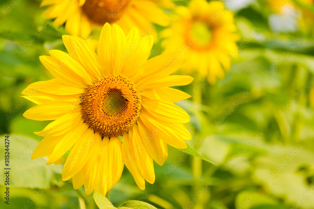 Sunflower with Bud Sunflower Blossom.Organic Farming nature concept