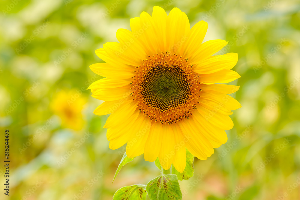 Sunflower with Bud Sunflower Blossom.Organic Farming nature concept Sunflower with Bud Sunflower Blossom.Organic Farming nature concept