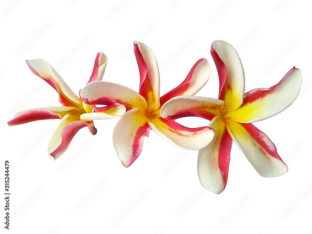Naklejka premium Plumeria flowers or Frangipani flower isolated on white background. Tropical flowers frangipani. Frangipani flowers are many in Bali.