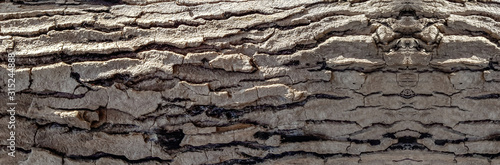 Banner size,Tree Bark pattern texture background