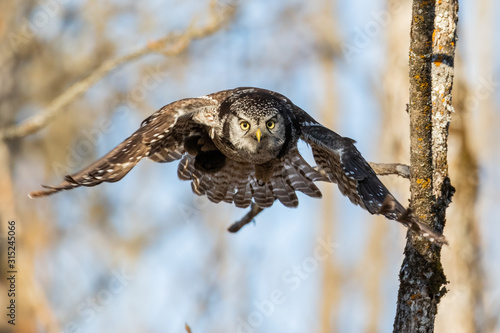 Northern Hawk Owl