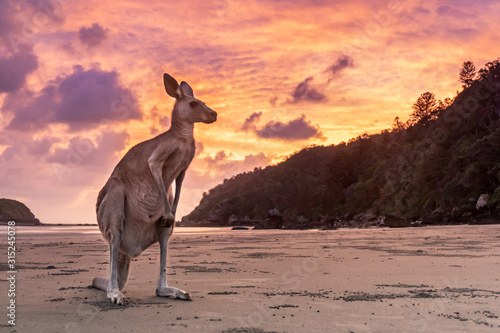AUSTRÁLIA, Cape Hillsborough - canguru na praia, nascer do sol, céu dramático photo