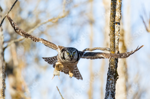 Northern Hawk Owl photo