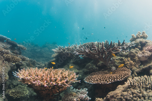 AUSTRALIA  Townsville - corais  peixes e vida marinha no fundo do mar