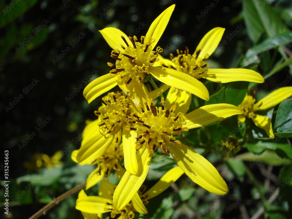 Obraz premium yellow flowers in wild