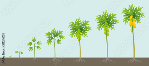 Papaya tree growing process. Papaw development stage. Ripening period vector infographic.