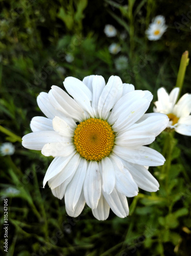 daisies in the garden