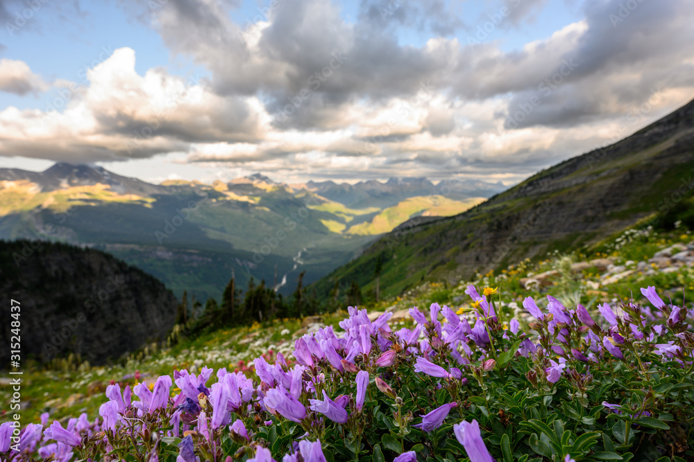 Tiny Purple Wildflowers Bloom high in Montana mountains