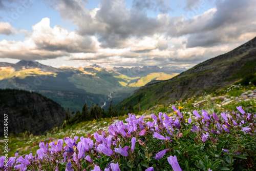 Tiny Purple Wildflowers Bloom high in Montana mountains