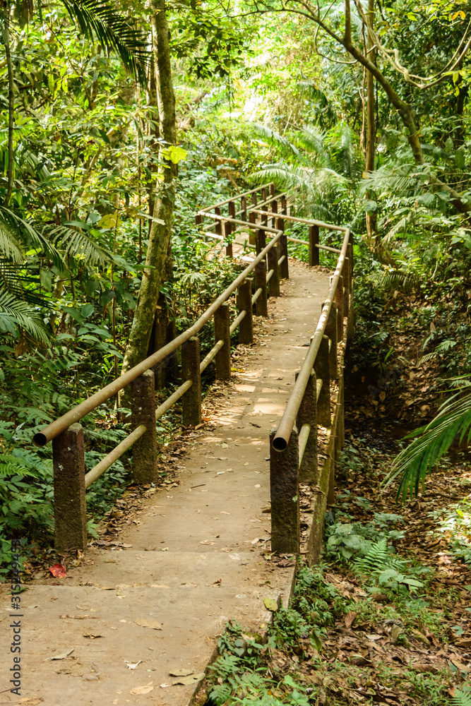 Obraz premium walkway in tropical forest