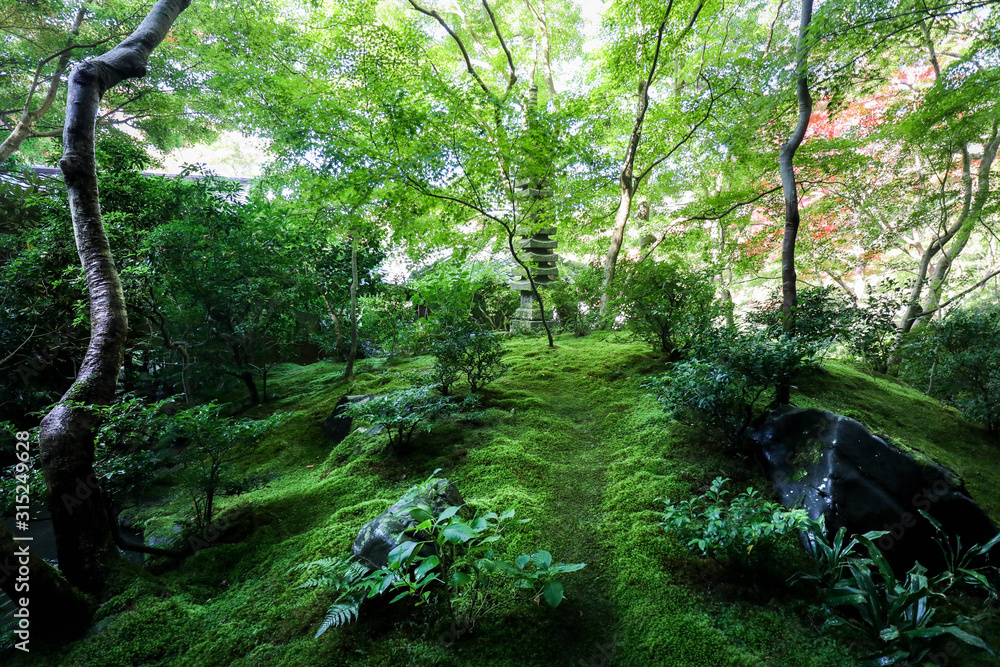 Obraz premium 春 京都 風景 庭園