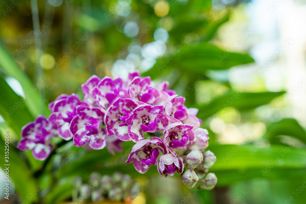 Blossom beautiful Rhynchostylis orchid in morning. Blossom beautiful Rhynchostylis orchid in morning.