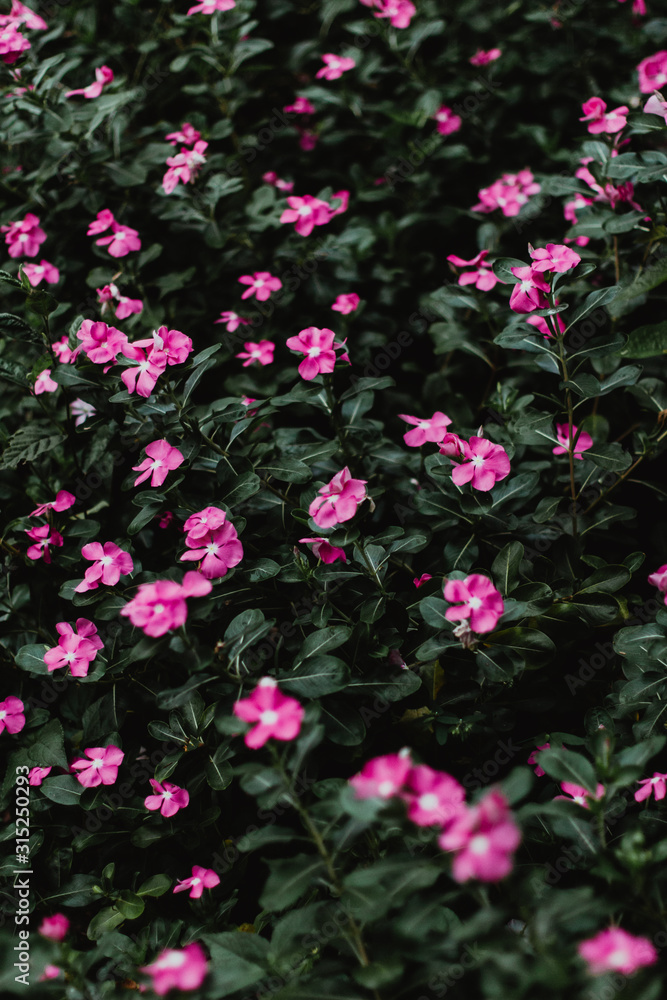 Campo de hermosas flores rosadas
