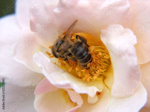 bee on flower © Carlos