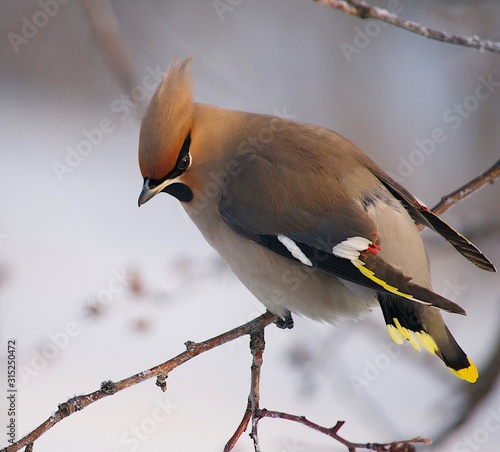 bird on a branch photo