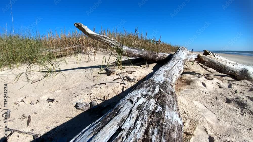 Slowly running down the length of a piece of driftwood that is resting on edge of sand dune & beach. Framing is close as min focusing allows; main log is flanked by two others. Slowly running down the length of a piece of driftwood that is resting on edge of sand dune & beach. Framing is close as min focusing allows; main log is flanked by two others.