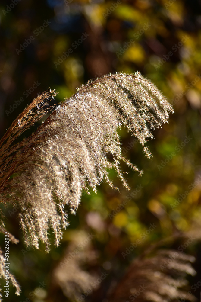 Naklejka premium 朝日があたる晩秋のススキの穂