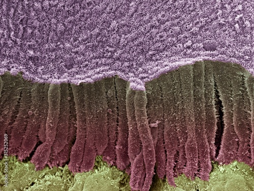 Bile duct, SEM photo