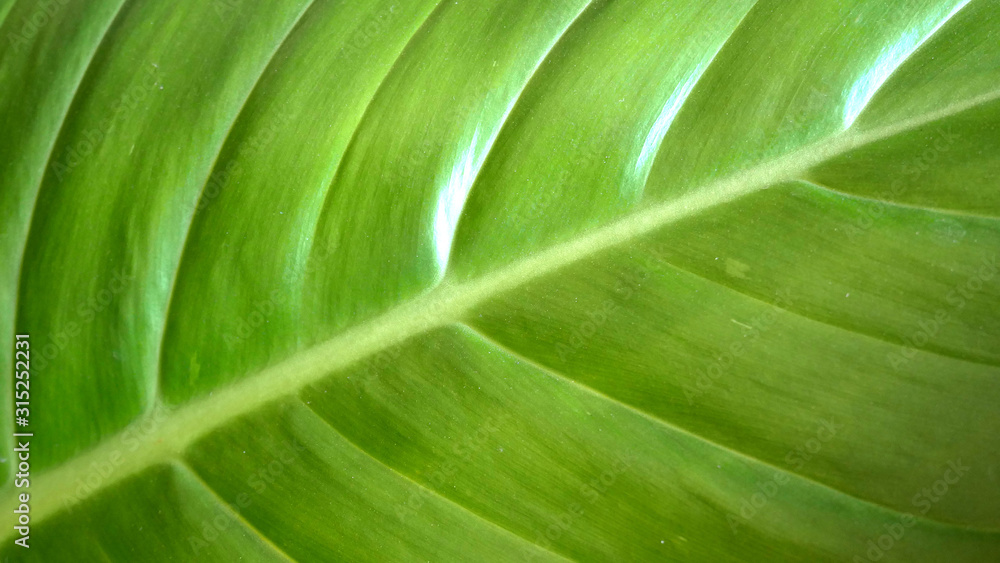 closeup of green leaf background closeup of green leaf background