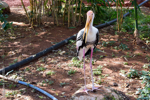 Big Yellow Billed Stork Bird Background Image photo