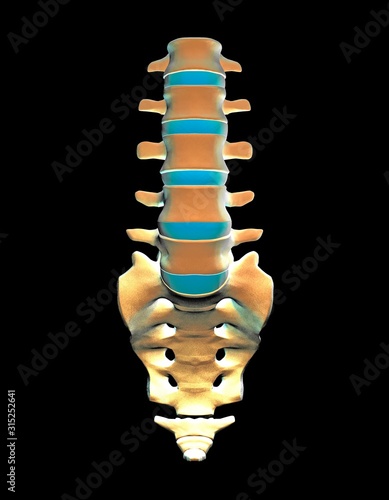 Lumbar spine and sacrum, computer artwork