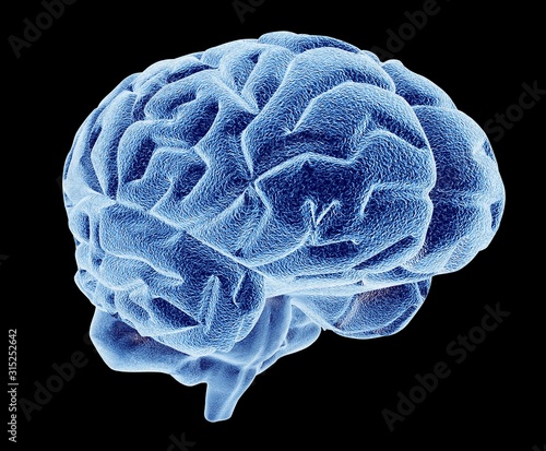 Human brain, computer artwork photo