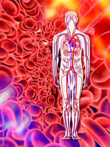 Human circulatory system, artwork photo
