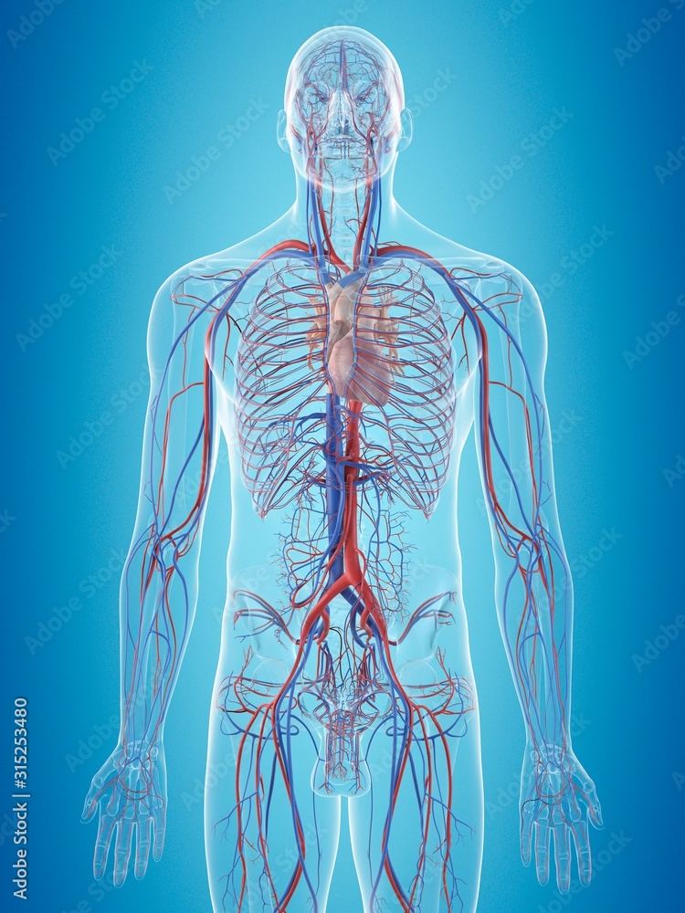 Human cardiovascular system, illustration Human cardiovascular system, illustration