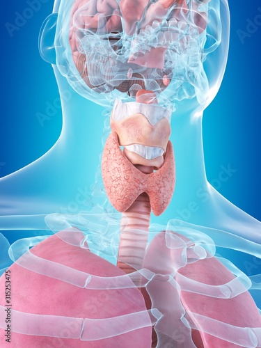 Human internal organs, illustration photo