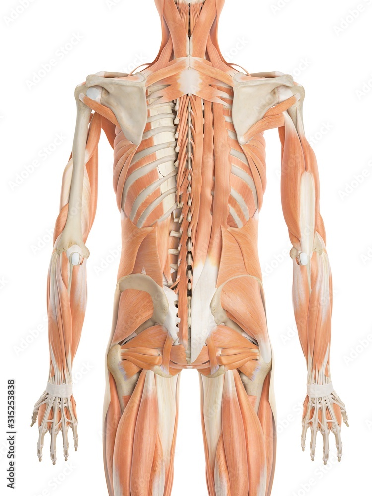 Human back muscles, illustration Human back muscles, illustration