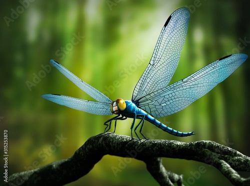 Artwork of Giant Dragonfly Meganeura photo