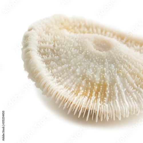 Mushroom coral photo