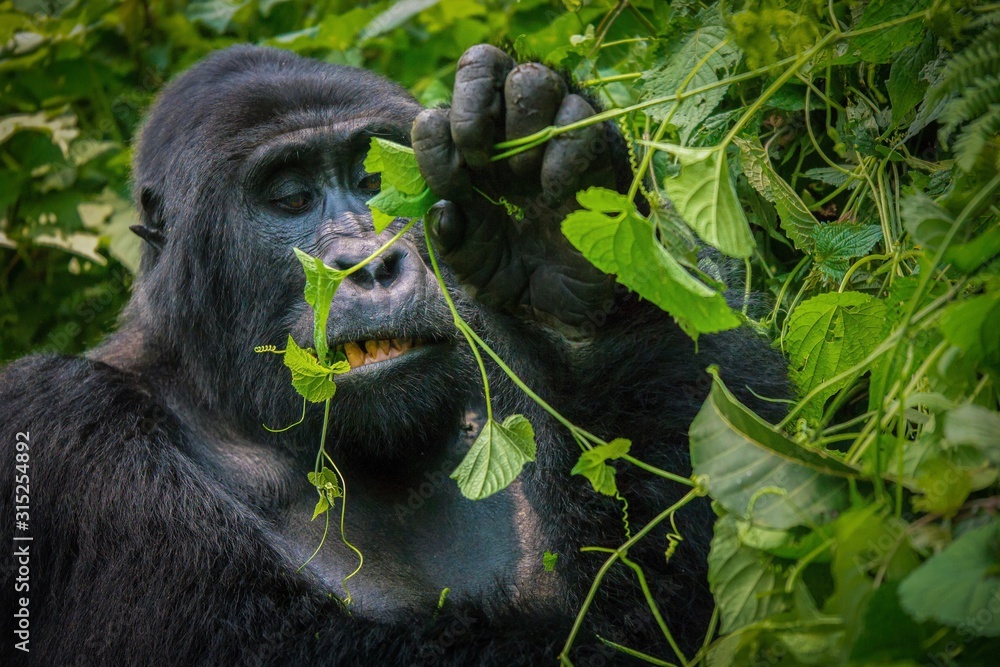 Obraz premium A silverback mountain gorilla chewing a vine in Bwindi Impenetrable National Park, Uganda.